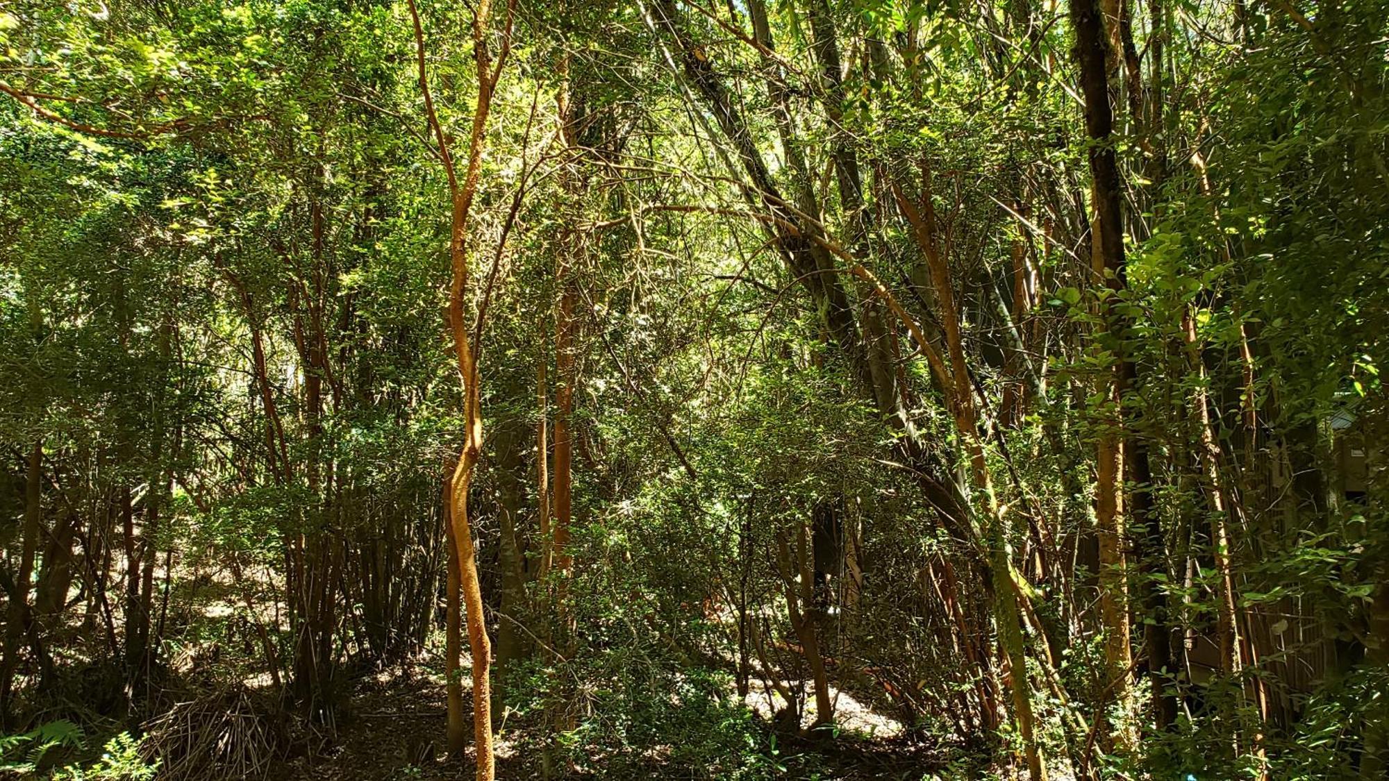 Cabana Refugio Del Bosque بورتو فاراس المظهر الخارجي الصورة